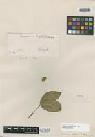 Isosyntype of Coussarea leptopus Müll. Arg. [family RUBIACEAE]