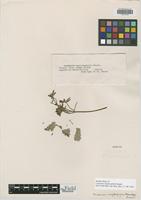 Isotype of Coussarea megistophylla Standl. [family RUBIACEAE]