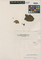 Isotype of Faramea cardiophylla Standl. [family RUBIACEAE]