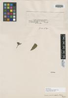 Isotype of Ixora membranacea Müll. Arg. [family RUBIACEAE]