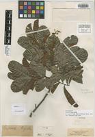 Isosyntype of Cupania rigida Radlk. [family SAPINDACEAE]