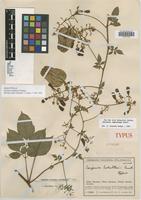 Holotype of Serjania schultesii Cuatrec. [family SAPINDACEAE]