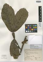 Isotype of Paullinia bracteosa Radlk. [family SAPINDACEAE]