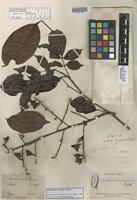 Isotype of Paullinia tricornis Radlk. [family SAPINDACEAE]