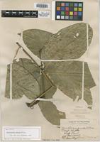 Syntype of Rhysotoechia striata Radlk. [family SAPINDACEAE]