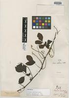 Isotype of Serjania chartacea Radlk. [family SAPINDACEAE]