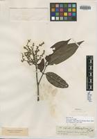 Isotype of Talisia firma Radlk. [family SAPINDACEAE]