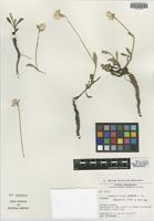 Isotype of Gomphrena triceps Pedersen [family AMARANTHACEAE]