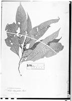 Type of Celosia longifolia Mart. [family AMARANTHACEAE]