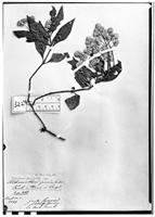 Type of Alternanthera paniculata Kunth [family AMARANTHACEAE]