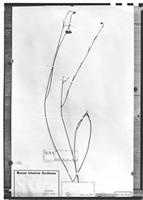Type of Nephradenia acerosa Decne. [family ASCLEPIADACEAE]