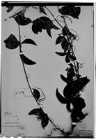 Type of Serjania piscatoria Radlk. [family SAPINDACEAE]