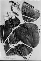 Type of Paullinia hystrix Radlk. [family SAPINDACEAE]