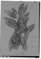 Type of Matayba spruceana Radlk. [family SAPINDACEAE]