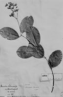 Type of Banisteria sellowiana A. Juss. var. blanchetiana Nied. [family MALPIGHIACEAE]