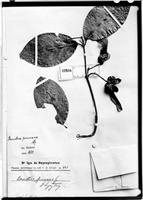 Holotype of Banisteria peruviana Nied. [family MALPIGHIACEAE]