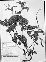 Type of Verbena rigida Spreng. [family VERBENACEAE]
