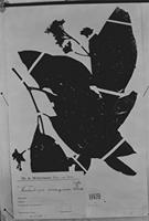 Holotype of Ladenbergia ferruginea (Ruíz & Pav.) Klotzsch [family RUBIACEAE]