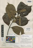 Holotype of Banisteriopsis schunkei B. Gates [family MALPIGHIACEAE]