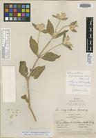 Isotype of Alternanthera arequipensis Suess. [family AMARANTHACEAE]