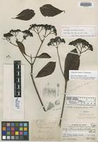 Holotype of Chimarrhis williamsii Standl. [family RUBIACEAE]