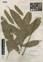 Isotype of Talisia pinnata Radlk. [family SAPINDACEAE]