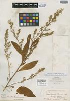 Holotype of Celosia orcuttii Greenm. [family AMARANTHACEAE]