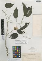 Isotype of Schefflera urdanetensis Elmer [family ARALIACEAE]