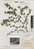 Isotype of Rochefortia acrantha Urb. [family BORAGINACEAE]