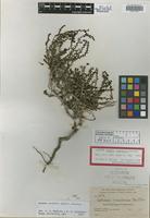 Isotype of Dondia insularis Britton [family CHENOPODIACEAE]