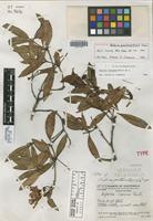 Holotype of Bejaria guatemalensis Camp [family ERICACEAE]