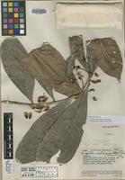 Holotype of Croizatia neotropica Steyerm. [family EUPHORBIACEAE]
