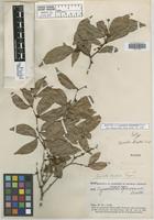 Isotype of Cynometra stenopetala Dwyer [family FABACEAE]
