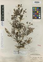 Holotype of Acacia dolichocephala Saff. [family FABACEAE]