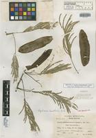 Isotype of Acacia usumacintensis Lundell [family FABACEAE]