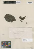Isotype of Coussarea accedens Müll. Arg. [family RUBIACEAE]