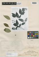 Isosyntype of Coussarea leptopus Müll. Arg. [family RUBIACEAE]