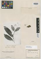 Isosyntype of Ixora truncata Müll. Arg. [family RUBIACEAE]