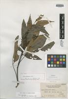 Isotype of Guioa sulphurea Radlk. [family SAPINDACEAE]