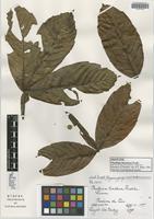 Isotype of Paullinia bracteosa Radlk. [family SAPINDACEAE]