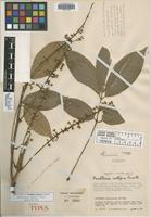 Holotype of Paullinia integra Cuatrec. [family SAPINDACEAE]
