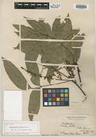 Syntype of Rhysotoechia striata Radlk. [family SAPINDACEAE]