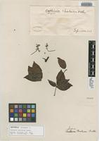 Isotype of Serjania chartacea Radlk. [family SAPINDACEAE]