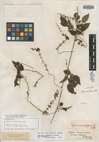 Lectotype of Serjania stenopterygia Radlk. [family SAPINDACEAE]