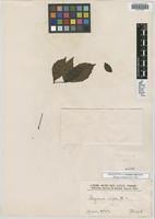 Isosyntype of Serjania rufa Radlk. [family SAPINDACEAE]