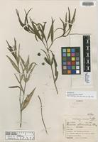 Holotype of Faramea stenomeris Standl. [family RUBIACEAE]