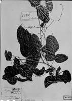 Type of Serjania tenuis Radlk. [family SAPINDACEAE]