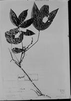 Type of Paullinia interrupta Benth. [family SAPINDACEAE]