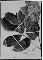 Type of Paullinia setosa Radlk. [family SAPINDACEAE]