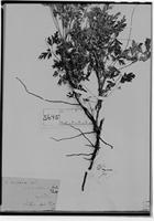 Type of Cardiospermum anomalum Cambess. [family SAPINDACEAE]